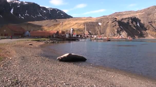 Fábrica abandonada y focas en la costa de las Islas Malvinas Antártida . — Vídeos de Stock