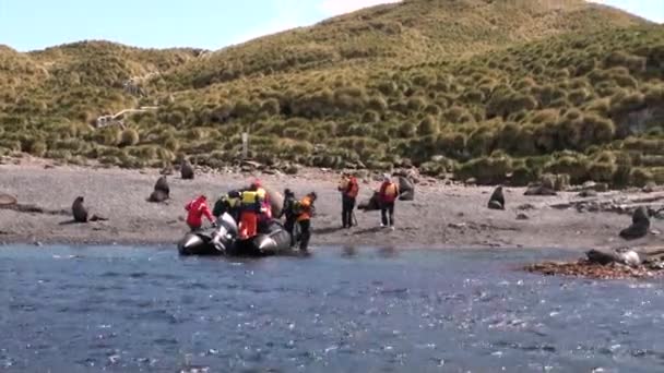 Gente en bote de goma y focas en la costa de las Islas Malvinas Antártida . — Vídeos de Stock