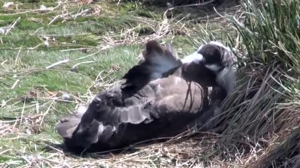Vogel groen gras huiden snavel in Antarctica. — Stockvideo