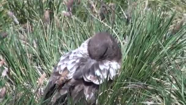 Bird green grass hides beak in Antarctica. — Stock Video