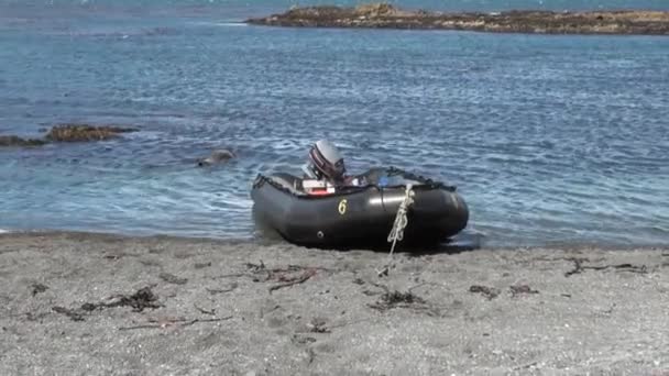 Bateau en caoutchouc et phoques sur le littoral des îles Malouines Antarctique . — Video