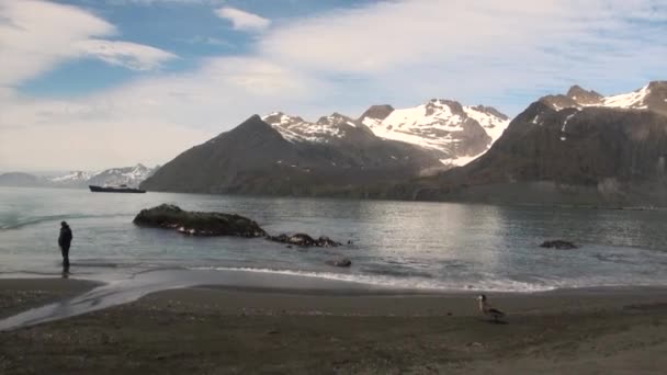 Mensen op de achtergrond van zeehonden aan de kust van Antarctica van de Falklandeilanden. — Stockvideo