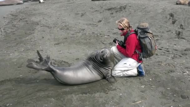 Meisje met zegel op de kustlijn van de Falklandeilanden Antarctica. — Stockvideo