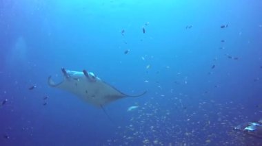 Grup Manta ray sakin su altında çizgili snapper okyanus okul balık.
