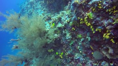 Açık deniz dibinin su altında arka plan üzerinde sarı balık sürüsü.