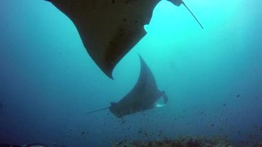 Grup Manta ray sakin ol çizgili snapper okul balık deniz dibinin açık mavi su içinde.