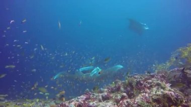 Manta ray sakin ol çizgili snapper okul balık deniz dibinin sualtı Okyanusu içinde.
