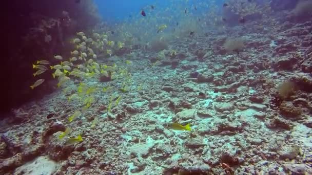 Açık deniz dibinin su altında arka plan üzerinde çizgili snapper sarı balık sürüsü. — Stok video