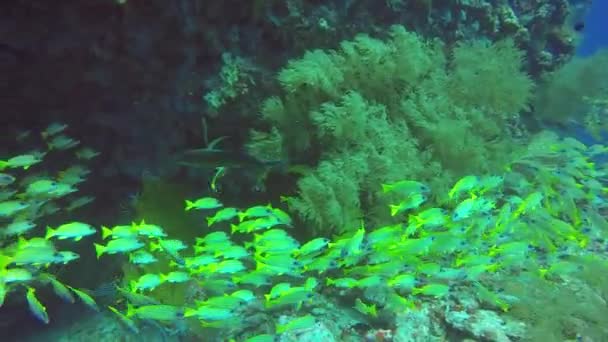 School of striped snapper yellow fish on background of clear seabed underwater. — Stock Video