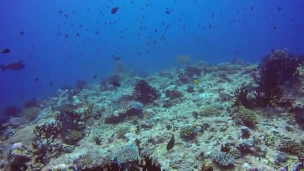 School van vissen op achtergrond van duidelijke zeebodem onderwater in de Maldiven. — Stockvideo