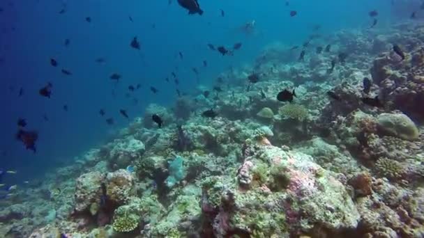 Açık deniz dibinin sualtı Maldivler arka plan üzerinde balık sürüsü. — Stok video
