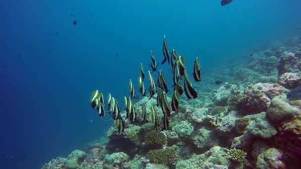 Fiskstim på bakgrund av tydliga havsbotten under vattnet i Maldiverna. — Stockvideo