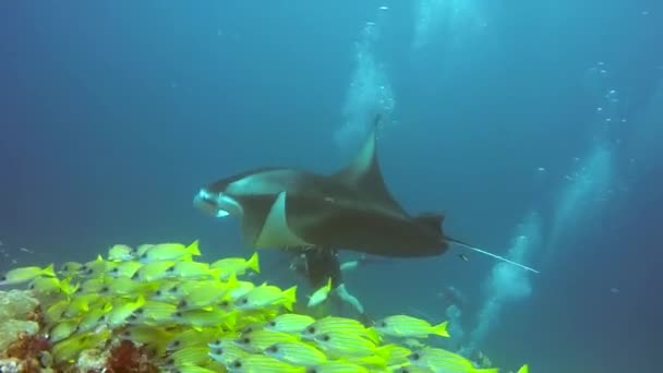 Mantarochen und Taucher entspannen sich unter Wasser in gestreiften Schnappschussfischen im Ozean. — Stockvideo