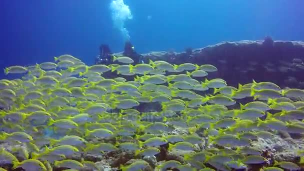 School van striped snapper gele vissen op achtergrond van duidelijke zeebodem onderwater. — Stockvideo
