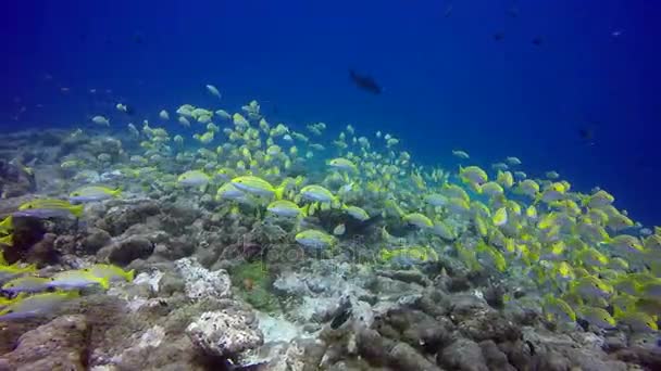 School van striped snapper gele vissen op achtergrond van duidelijke zeebodem onderwater. — Stockvideo