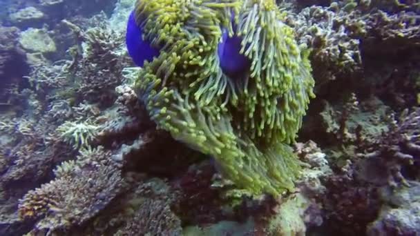 Anemone actinia na dnie morza pod wodą Malediwy. — Wideo stockowe