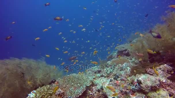 Школа желтых рыб на фоне прозрачного морского дна под водой . — стоковое видео