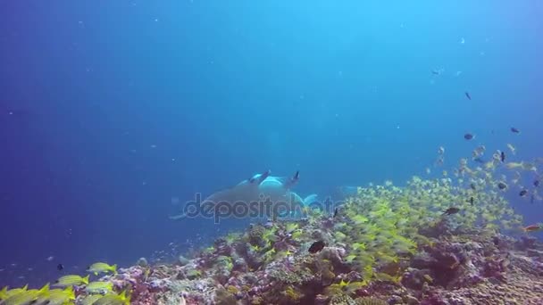 Skupina Manta ray relaxovat pod vodou v pruhovaném kanic školy ryb v oceánu. — Stock video