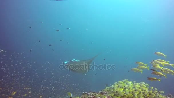 Gruppe Mantarochen entspannen unter Wasser in gestreiften Schnapper Schulfische im Ozean. — Stockvideo