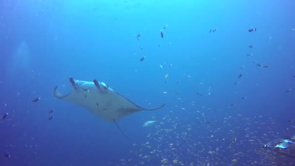 Csoport Manta ray pihenjen víz alatti csíkos sügér iskola halak az óceán. — Stock videók