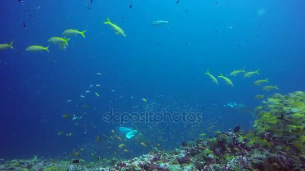 Manta ray relaxovat na pozadí podvodní školy ryb v oceánu Maledivy. — Stock video