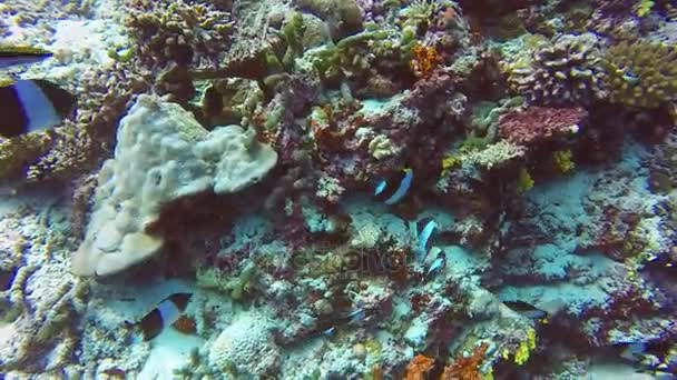 School of striped fish on background of clear seabed underwater in Maldives. — Stock Video