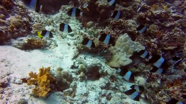 Streifenfischschwärme vor dem Hintergrund des klaren Meeresbodens auf den Malediven. — Stockvideo