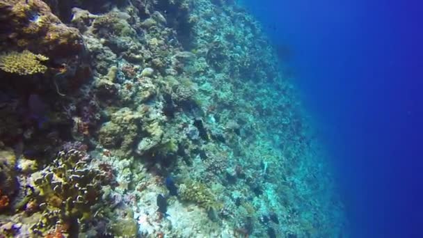 Drop off reef School surgeon fish on background of clear seabed underwater. — Stock Video