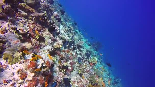 Drop off reef Cirurgião escolar peixe no fundo do fundo do mar subaquático claro . — Vídeo de Stock