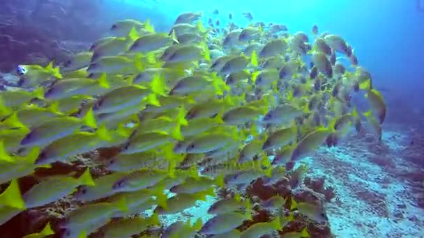 Schule der gestreiften Schnapper gelben Fisch auf dem Hintergrund des klaren Meeresbodens unter Wasser. — Stockvideo