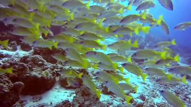 Escuela de pargo rayado peces amarillos sobre fondo de fondo marino claro bajo el agua . — Vídeo de stock