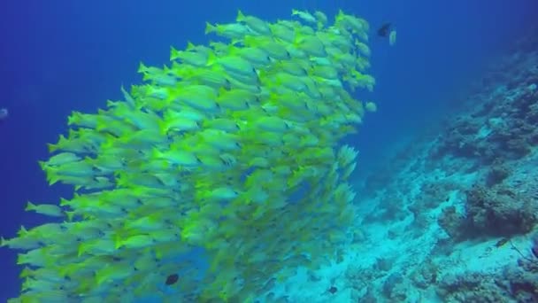 Açık deniz dibinin su altında arka plan üzerinde çizgili snapper sarı balık sürüsü. — Stok video