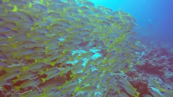 Schule der gestreiften Schnapper gelben Fisch auf dem Hintergrund des klaren Meeresbodens unter Wasser. — Stockvideo