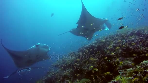 Grup Manta ray sakin ol çizgili snapper okul balık deniz dibinin açık mavi su içinde. — Stok video