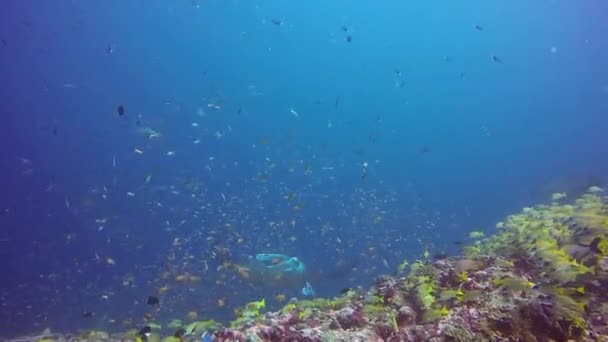 Manta ray pihenjen csíkos sügér hal iskola tengerfenék kristálytiszta víz, óceán. — Stock videók