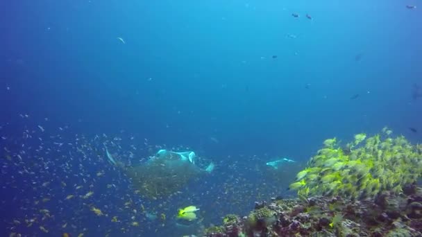 Manta ray pihenjen csíkos sügér hal iskola tengerfenék tiszta, kék óceán víz. — Stock videók