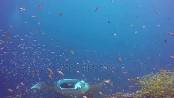 Manta ray relax in striped snapper school fish seabed underwater in ocean. — Stock Video