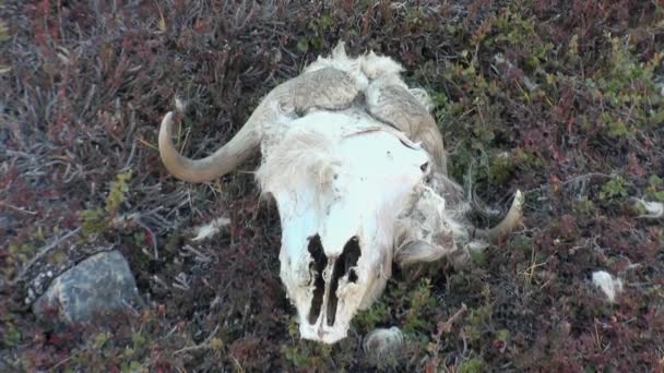 Caveira de ovelhas de boi almiscarado em montanhas de frio deserto Ártico . — Vídeo de Stock