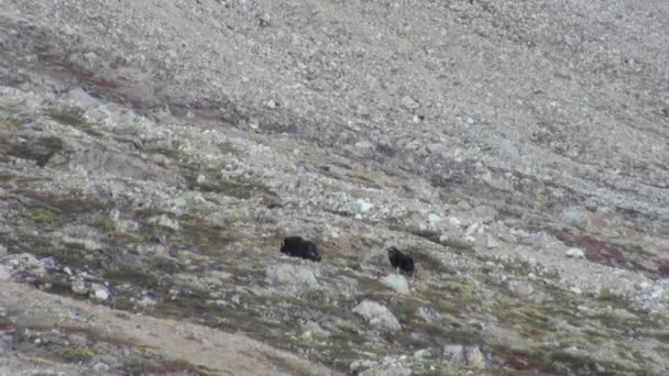 冷たい人けのない北極の山の中ジャコウ牛. — ストック動画