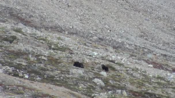 Buey almizclero en las montañas del ártico desierto frío . — Vídeos de Stock