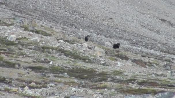 Musk-ox in mountains of cold deserted Arctic. — Stock Video