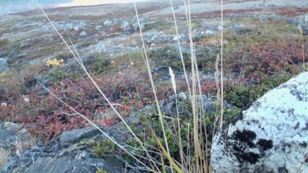 Plantaardige leven in de kou verlaten Arctic. — Stockvideo