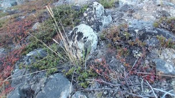 Vegetable life in the cold deserted Arctic. — Stock Video