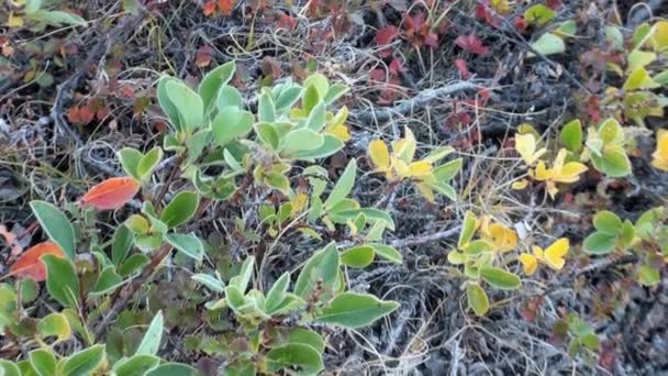 Vida vegetal en el ártico desierto y frío . — Vídeos de Stock