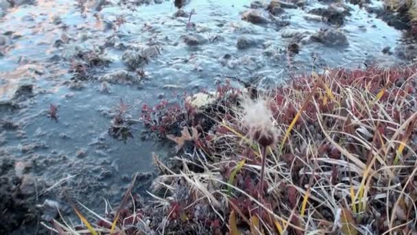 Soğuk ıssız Arctic bitkisel hayat. — Stok video