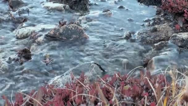Roślinnego życia w zimnej Arktyki opuszczony. — Wideo stockowe