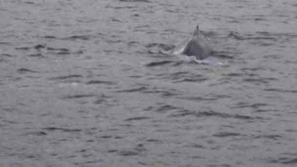 Cachalote de ballena espermática en el océano Ártico . — Vídeo de stock