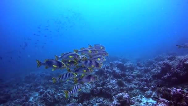 クリア海底水中の背景に黄色いストライプの魚の学校. — ストック動画