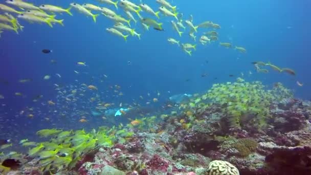 Gruppe Mantarochen entspannen unter Wasser in gestreiften Schnapper Schulfische im Ozean. — Stockvideo
