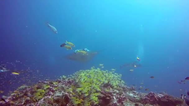 Skupina Manta ray relaxovat pod vodou v pruhovaném kanic školy ryb v oceánu. — Stock video
